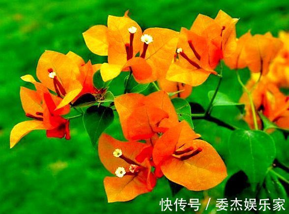 喜欢三角梅,就养盆“珍稀名品”柠檬黄三角梅,花开艳丽妖娆