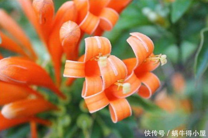 4种花对待懒人超友好的,一个月不浇水都没事,颜值超高的