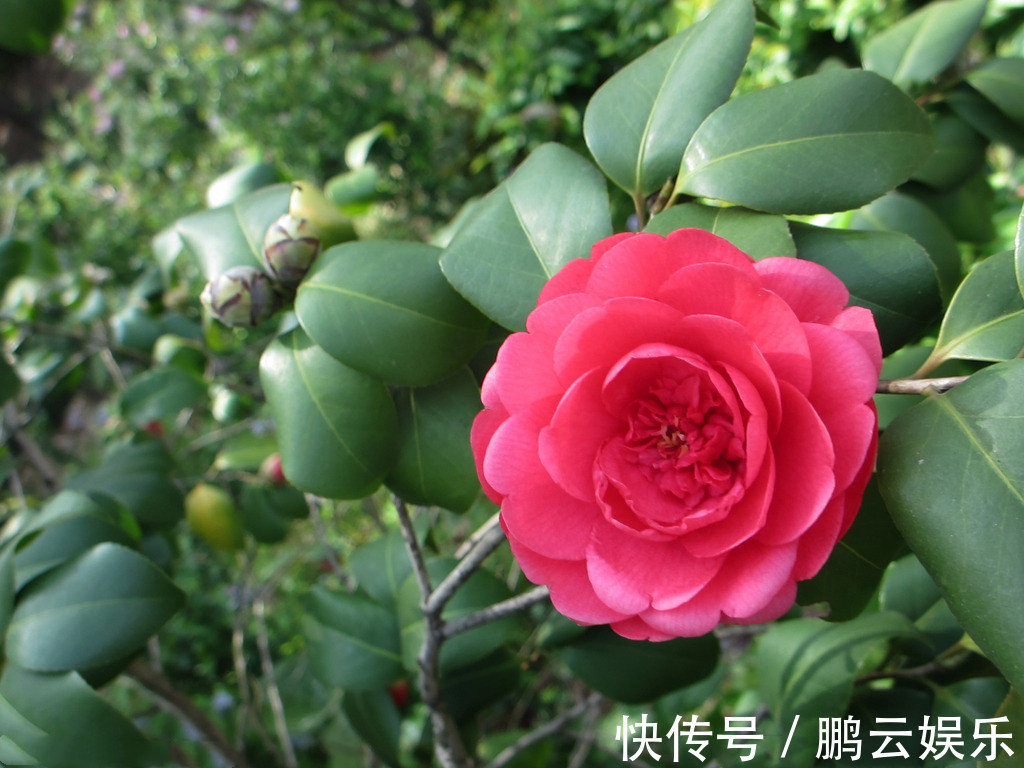 养茶花,有3个问题很重要,忽视了,不开花,更难养活