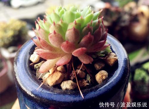 多肉|几天不打理,多肉全都有了“白胡须”,这该怎么办需要剪掉吗