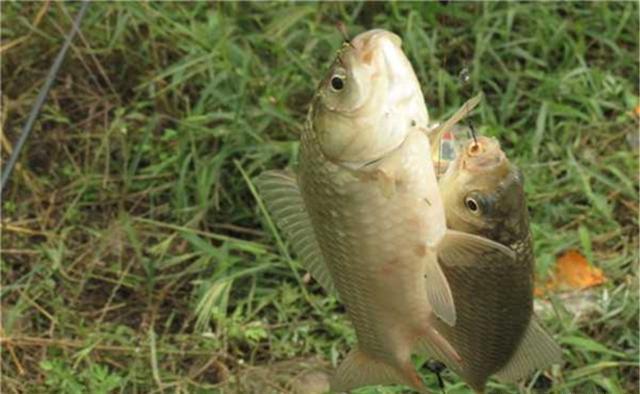 夏季野钓,经常用得到的2种钓法,钓行程和钓水皮的技巧要点