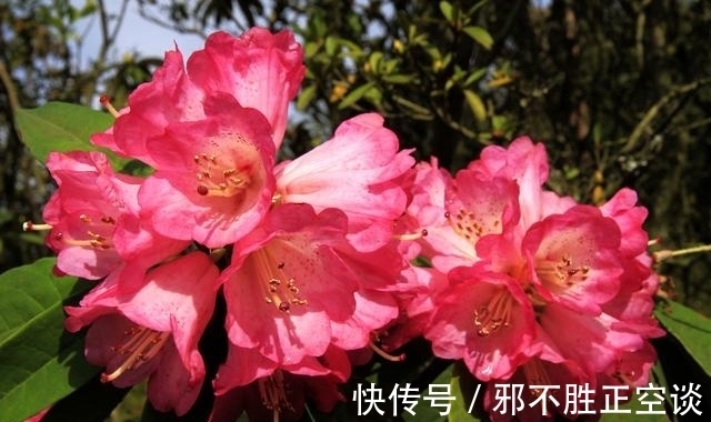 冬天杜鹃花怎么养?这5点技巧,让你的杜鹃花“死不了”