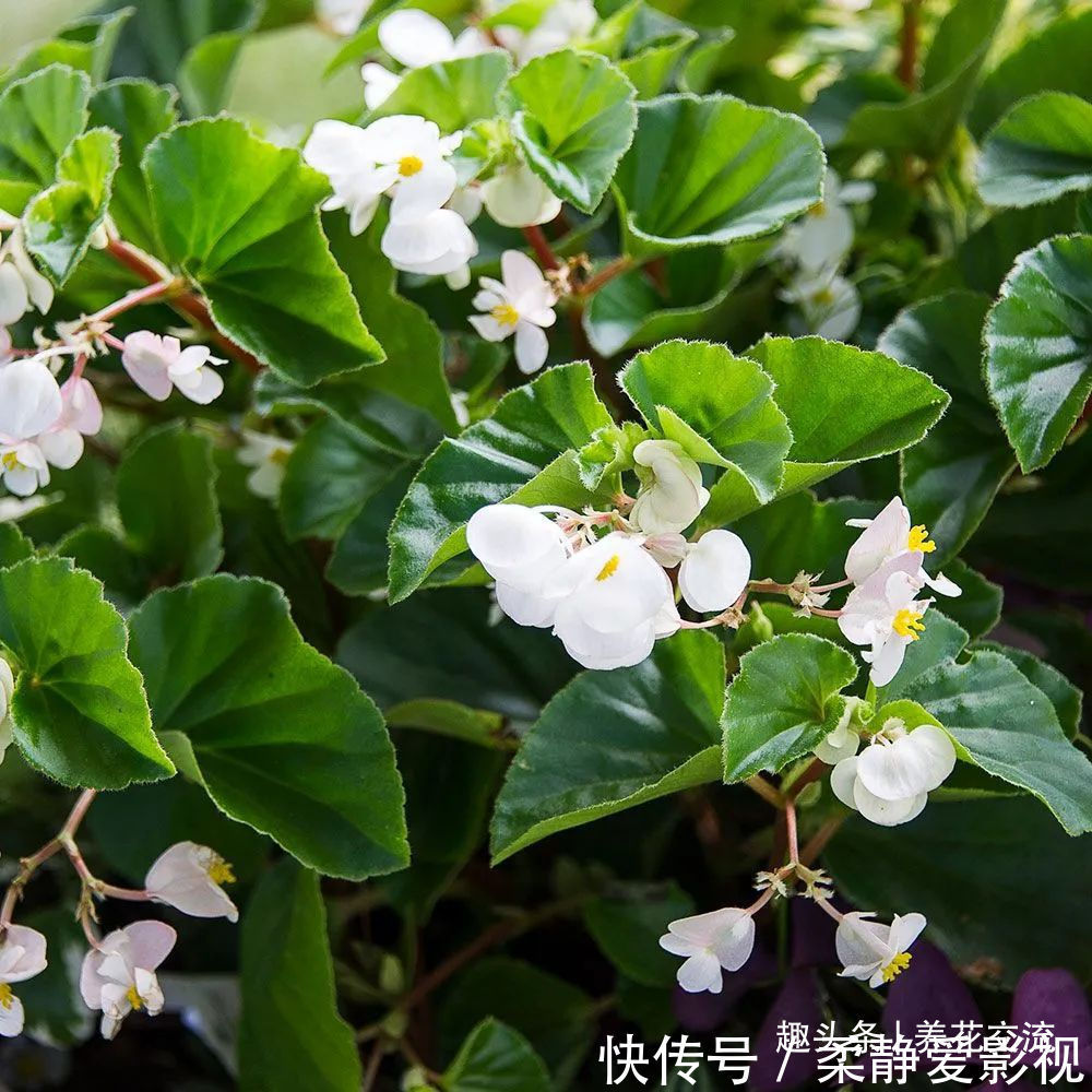 秋海棠盆栽养护问题解答，病虫害防护，不开花和新芽脱落解决方案