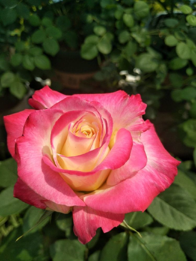 这种花是花中劳模,一年四季开花不断,花香四溢飘满屋,美爆了