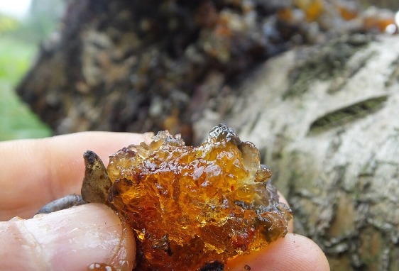 凉拌|65种野菜图片,带你认识不同的野菜和吃法,你想要的野菜这里都有