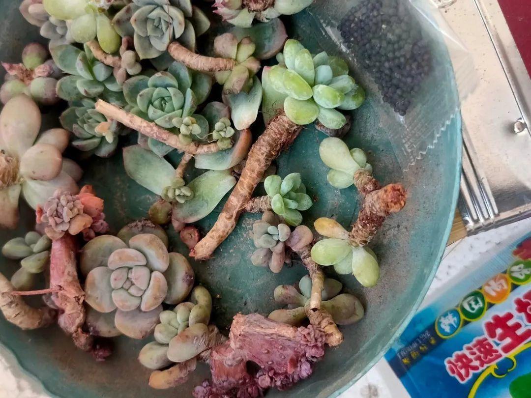 浇水|10种花要控水,天热反而不能浇,一浇水就死