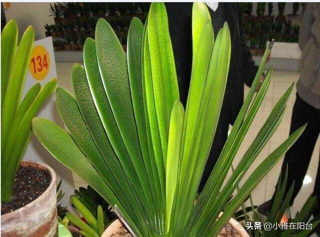 黄豆|养君子兰,一把豆子放盆里,1月后疯长,越养越旺,开爆盆特别美