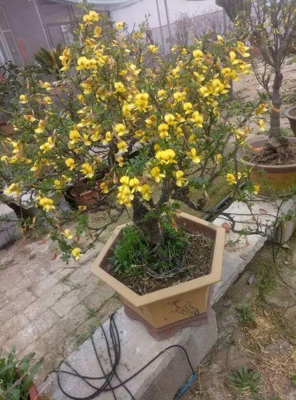 眼睛|山里的1棵老树桩,挖出来种盆里,开花后,眼睛都看直了!