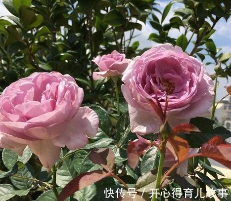 月季的叶片很多瘢痕还畸形,芽也黑了,怎么回事,是小虫在作怪