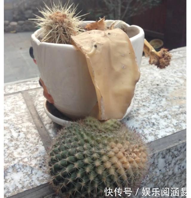 10种不能淋雨的花,淋完雨就死,盆栽养花注意事项