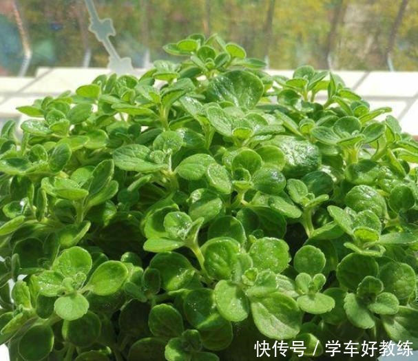 见到3种野草要挖回家，栽种在花盆里，堪称“活着的艺术品”！