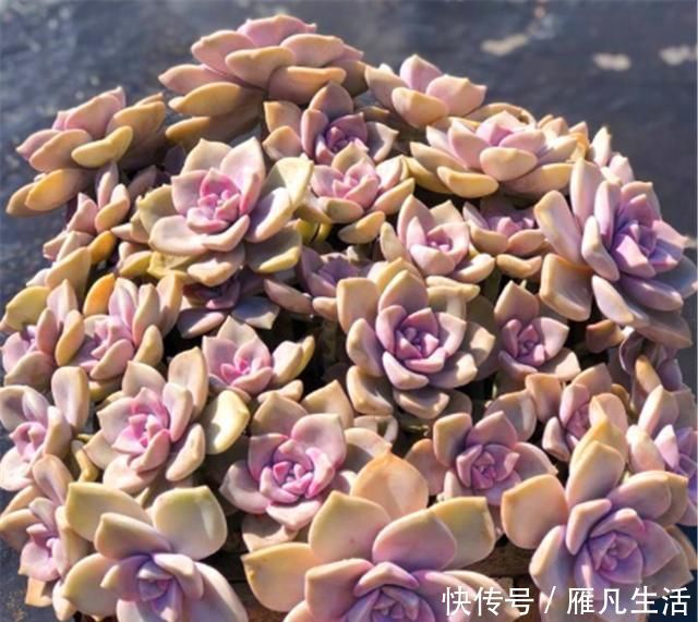 光照|多肉中的潜力股,比吊兰好养,比玫瑰漂亮3招养成绚丽悬崖桩