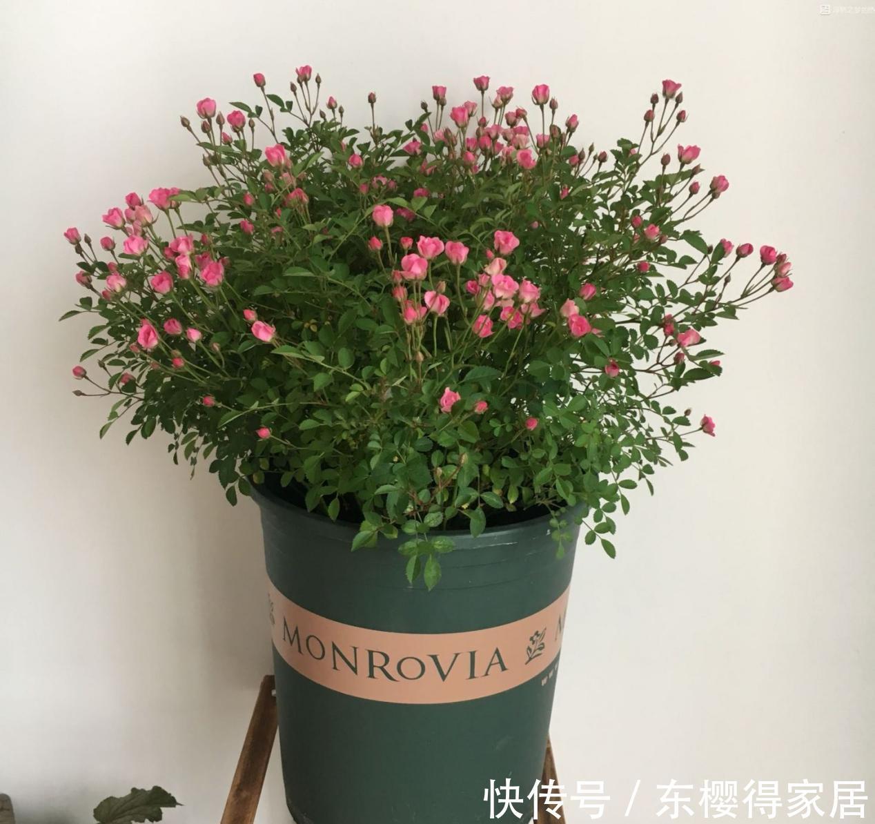 养分|9月降温，养月季希望花叶窜爆盆，万万不能忽略这4点