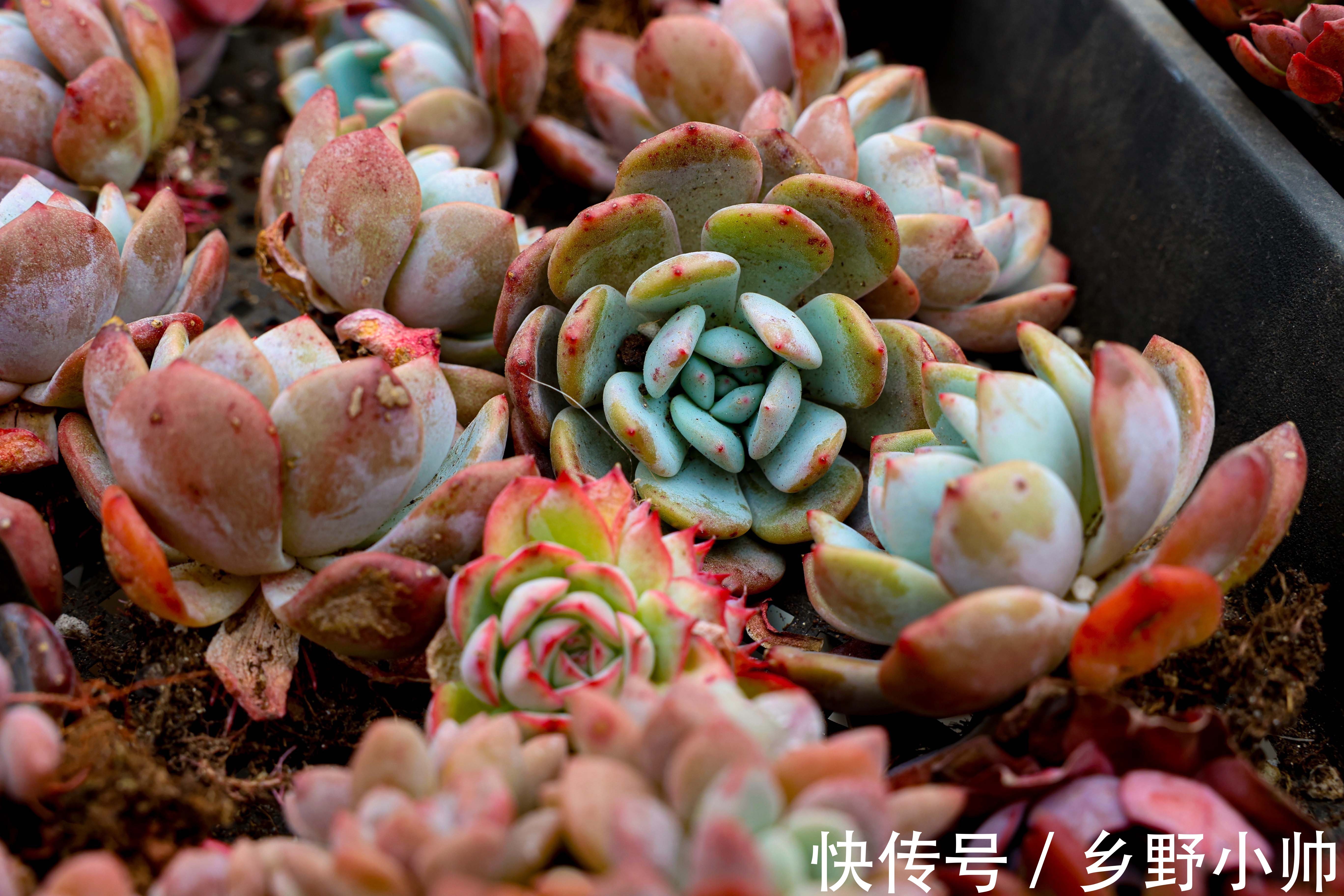 冬天多肉会生虫吗?多肉生虫怎么办?小帅为你带来多肉除虫小妙招