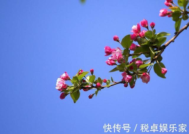 海棠“入夏前期”很重要,晒足太阳分株好成活,夏天开花香味十足