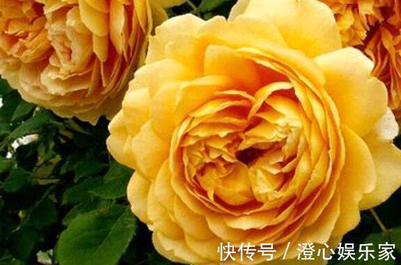 桂花香|家里养盆“黄金花”开花金灿灿，比桂花香，比玫瑰美，养上超值