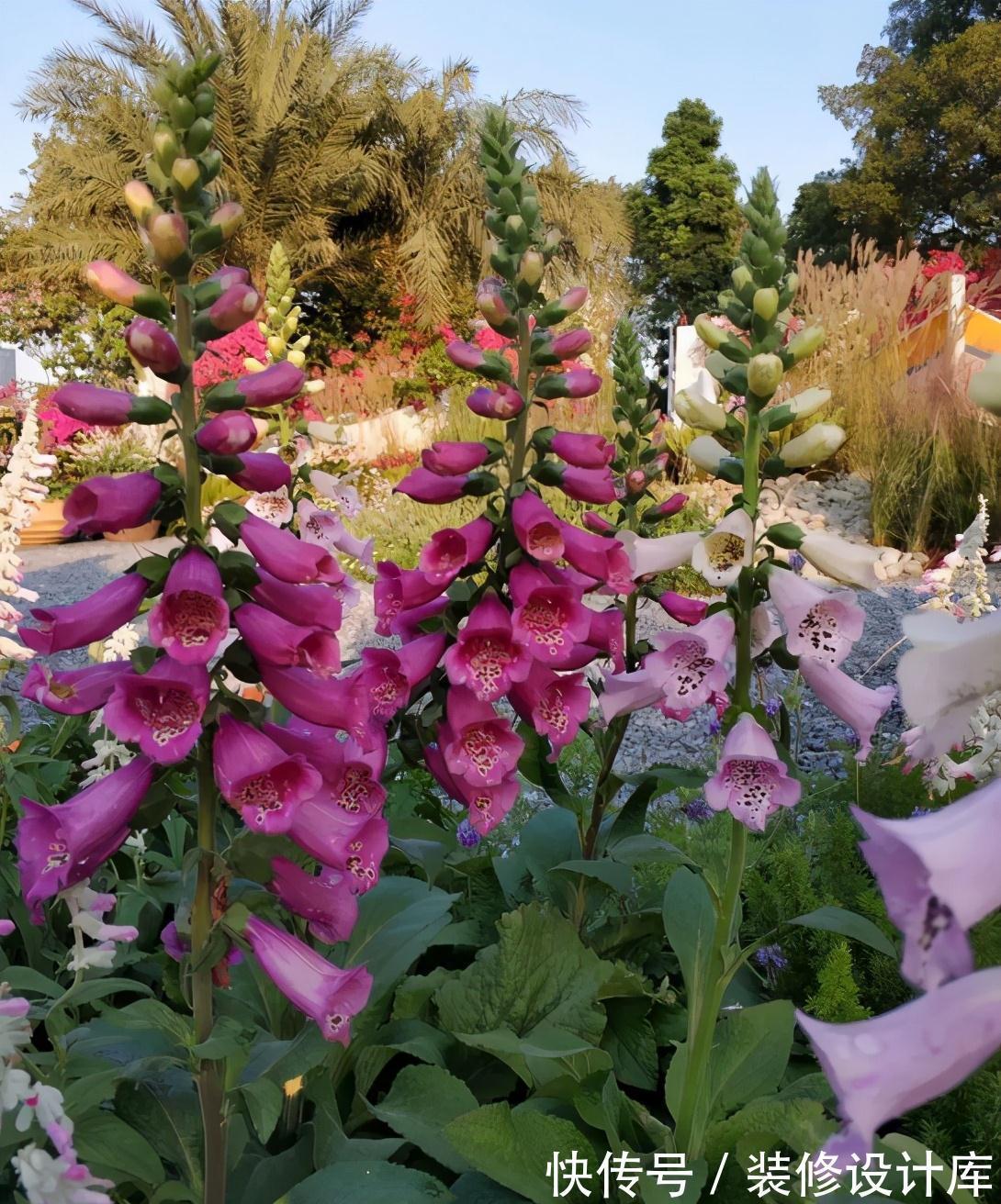 5种“漂亮花”,被名字耽误了一生,花开艳丽,却怕它“不吉利”