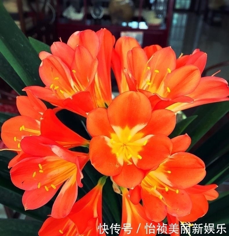 君子兰不长新叶多是这些因素导致这样养,让君子兰快速生长