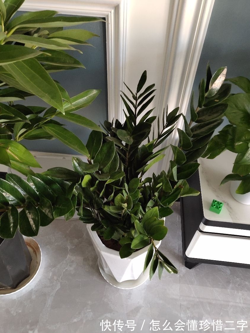 君子兰|大花盆养花不一定好,5种花小盆挤着养,才能越长越旺