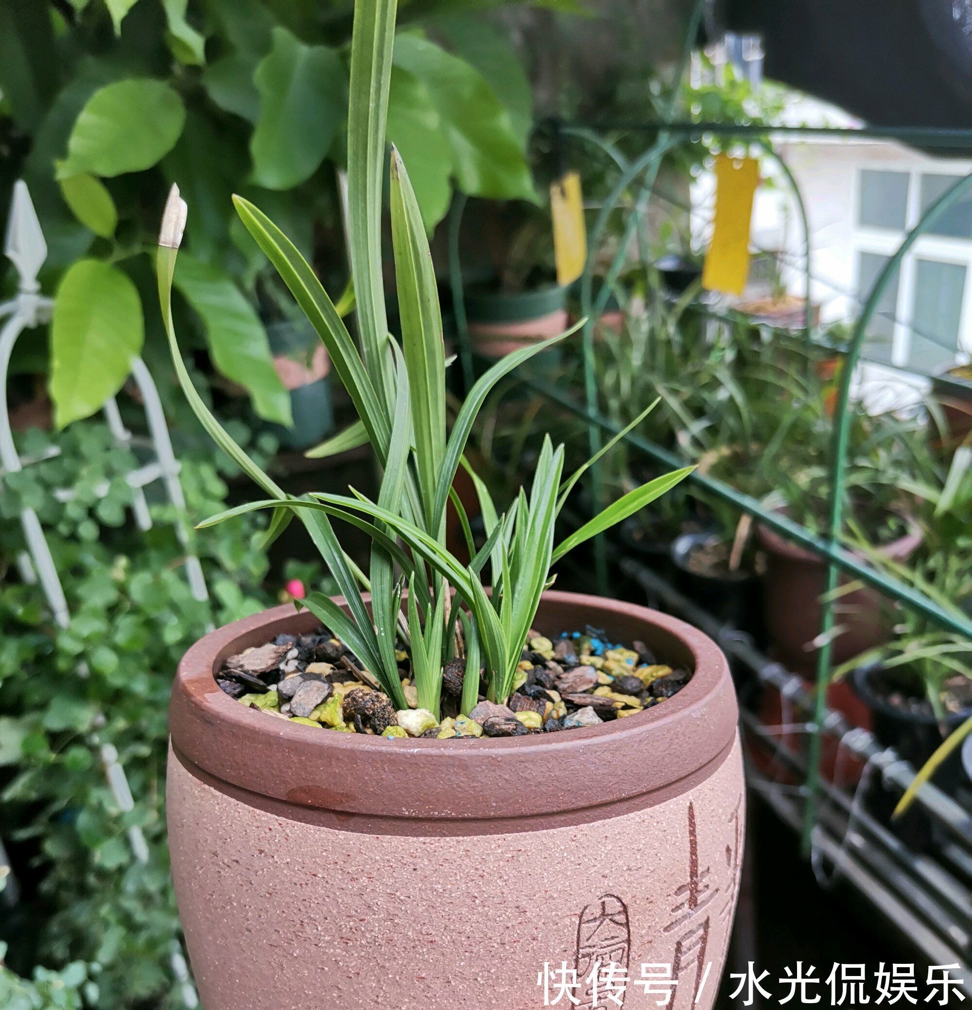 植料|新手养兰花,把握几个关键点,兰花不黄叶烂根易出水晶头