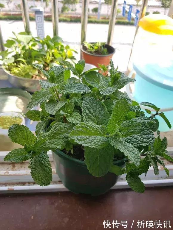 养花别舍不得,就得“割韭菜”,割1茬10天冒新芽,长势旺!