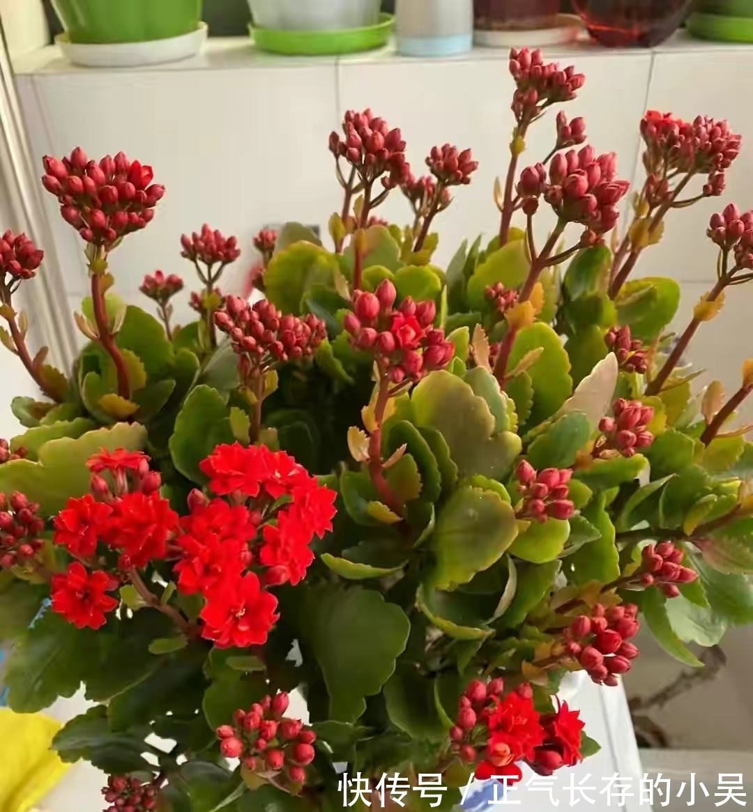 长寿花有“4喜”和“3怕”,冬天养护尤其要注意