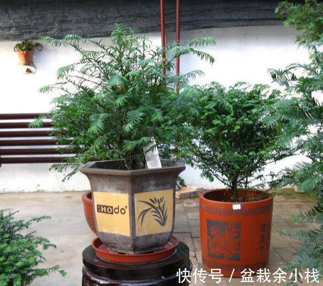 吉利|今年流行的7种“观赏花”,家里养一盆,大气又吉利