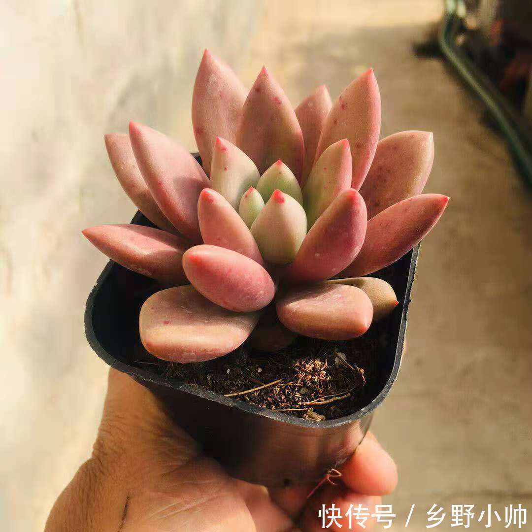 萌萌哒多肉已在渐渐苏醒，状态简直美翻了，看看你养了几种