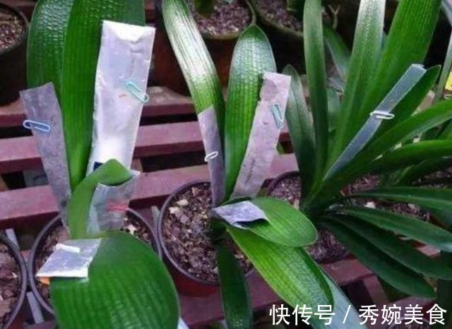 君子兰叶子长歪,教你3种方法纠正,株形整齐才更美观