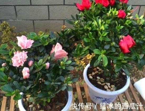 果皮|养杜鹃花,家中常备这2种水溶液,保管盆栽叶子绿、开花旺