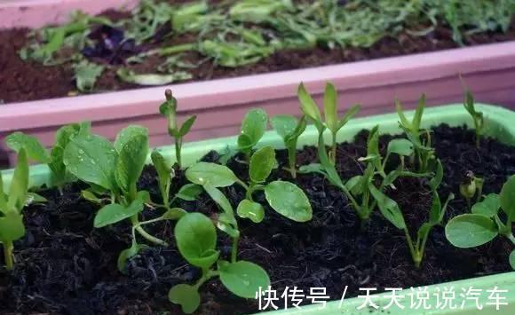 教你种植上海青,1月就爆盆,天天吃不完