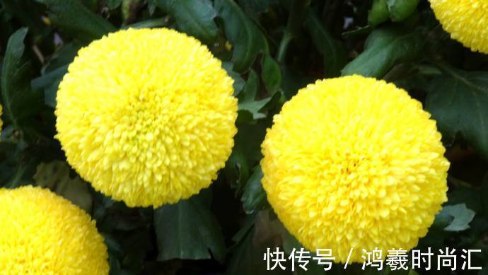 乒乓菊|喜欢菊花，就养盆“乒乓菊系列”金黄乒乓菊，花似乒乓，圆溜可爱