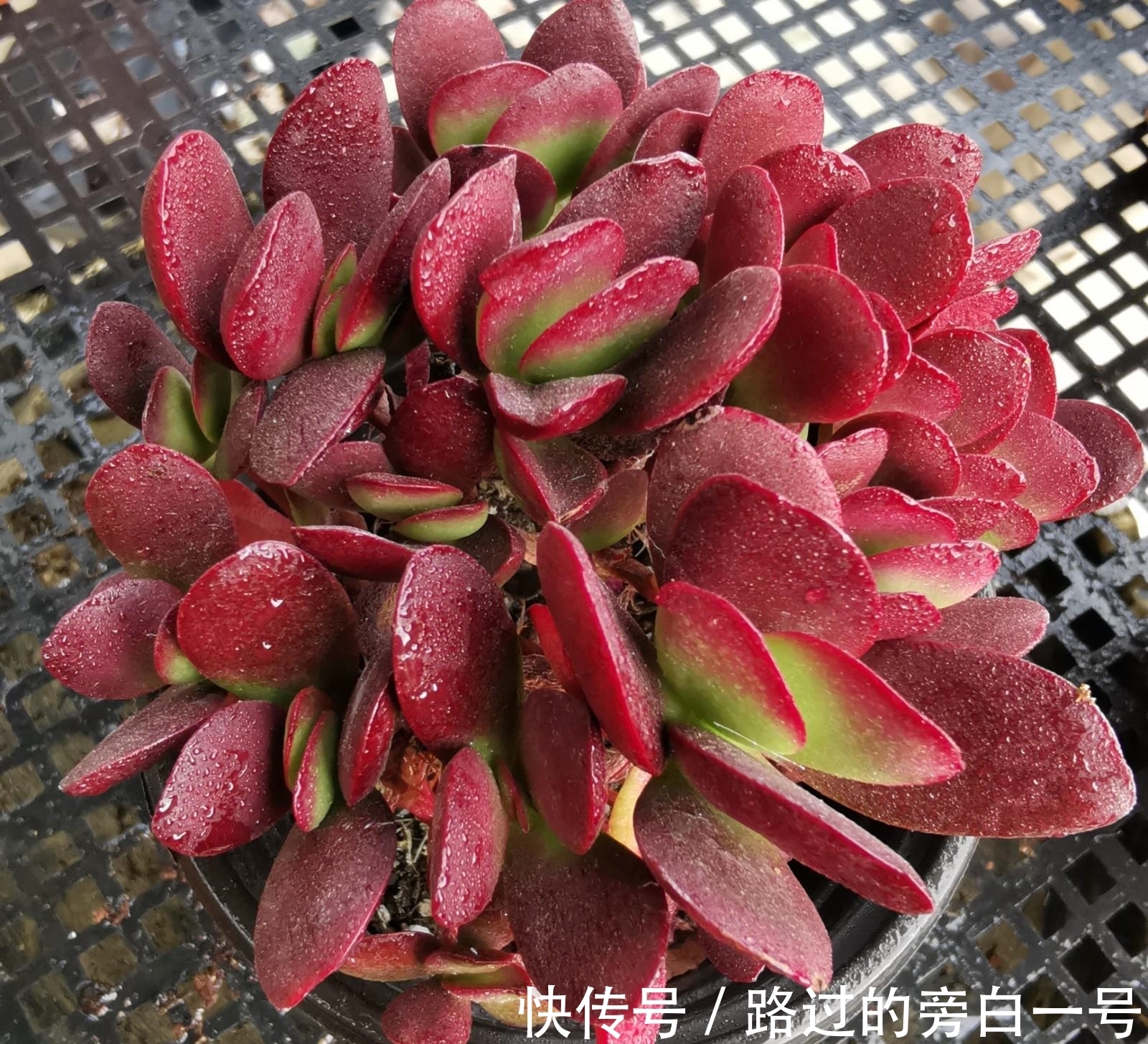 浇水|多肉植物如何浇水?养多肉需要注意的几个点,分享给你