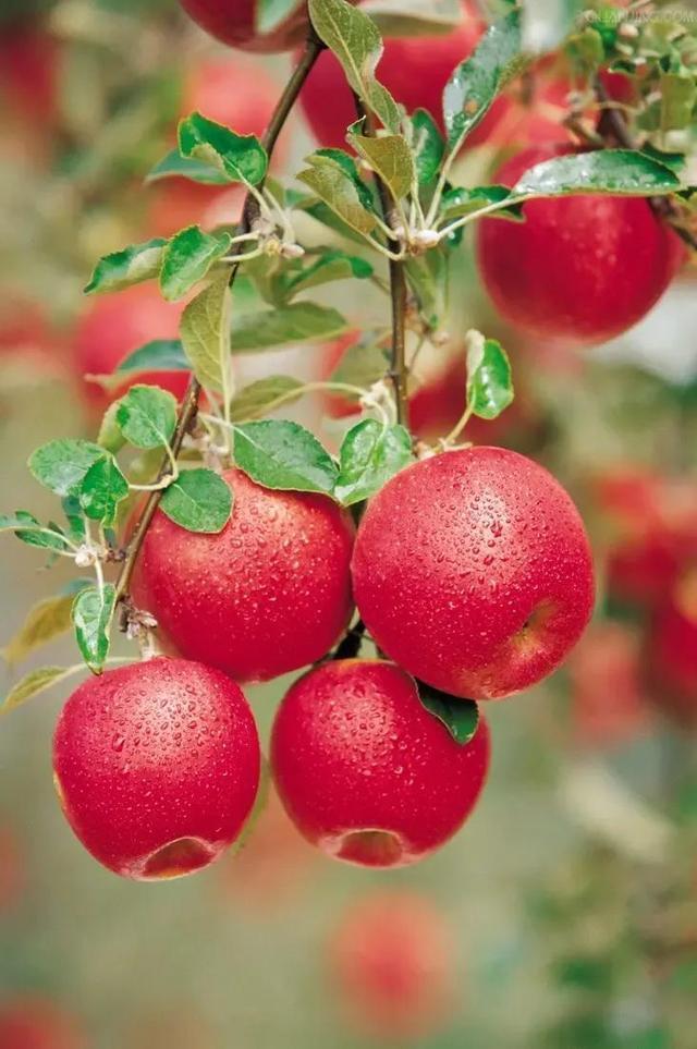 土豆减肥法|一周瘦十斤的减肥食谱,吃到饱,瘦到脱相