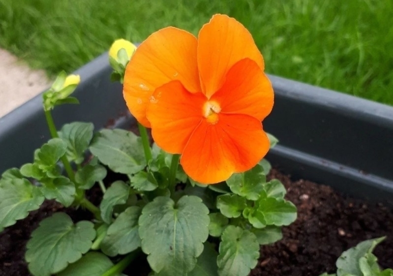 杀虫剂有害健康，养花就该巧用这些手段消灭害虫，保护环境