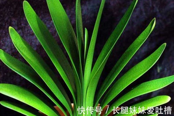 花盆底垫这“4种料”，花卉越长越“有劲”，根粗叶绿，开花多！