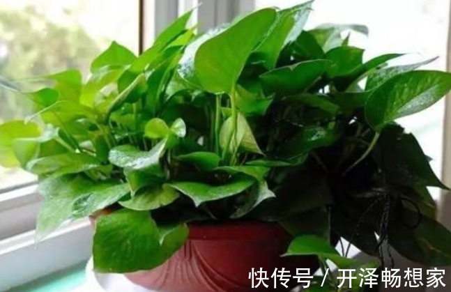 绿萝|俗语“一棵绿萝七个鬼”,是什么意思家里卧室能不能养绿萝