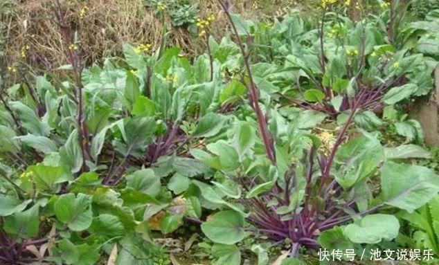 扫帚菜|以下几种野菜，清热祛痰，活血养颜，老中医都很喜欢