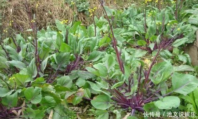 扫帚菜|以下几种野菜,清热祛痰,活血养颜,老中医都很喜欢