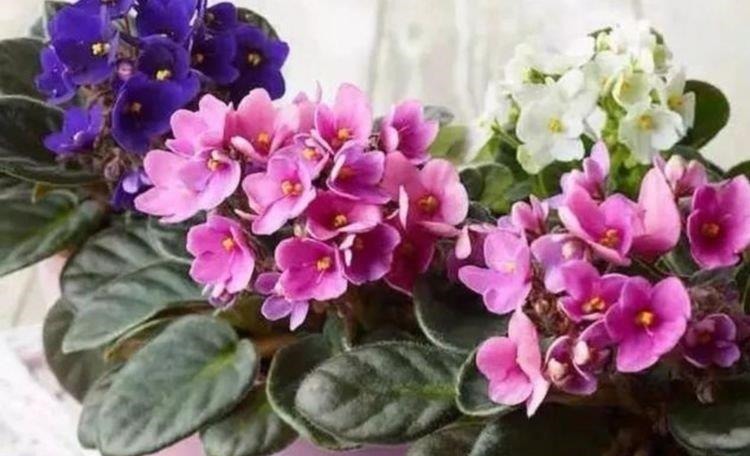 养花就养4种花,家里养一盆,花色鲜艳,适合种在庭院观赏