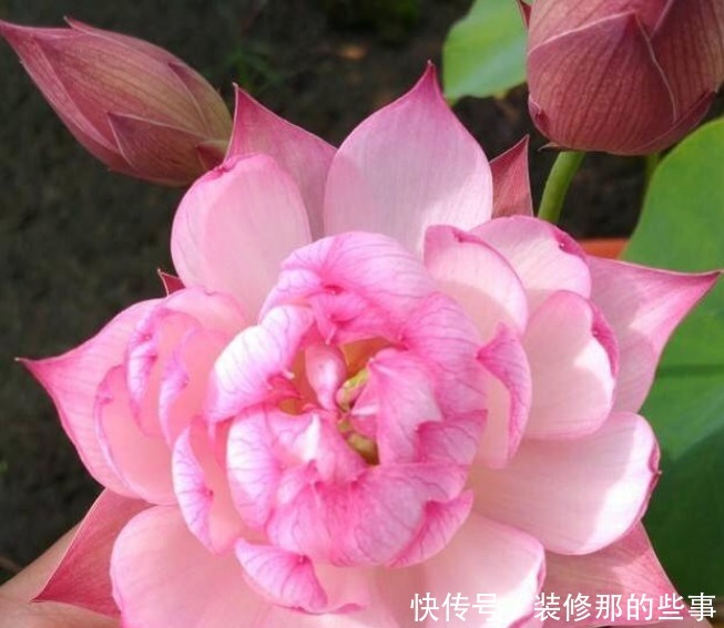 阳台养上3种花,比牡丹好看,比吊兰好养,你养了吗