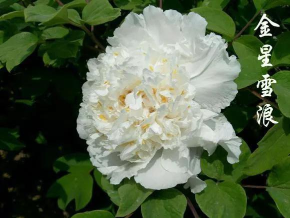 喜欢牡丹花，却一不小心买到芍药！附牡丹花品种图鉴大全