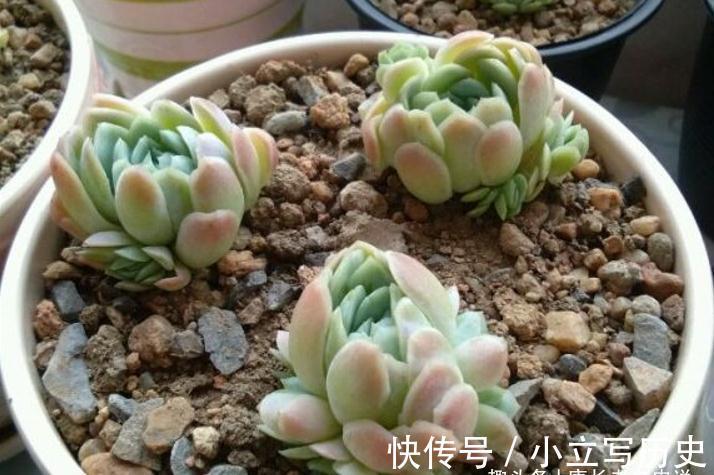 什么样的陶瓷盆养多肉好?让我这个用了好几种陶瓷盆的人来告诉你