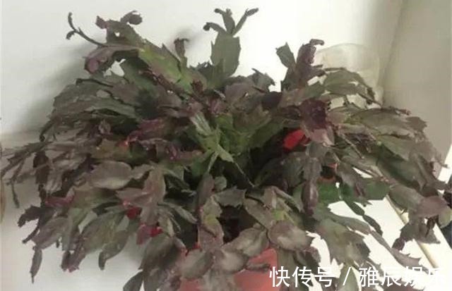到了夏天,蟹爪兰叶子“耷拉、断裂”,没有放对位置,赶紧搬