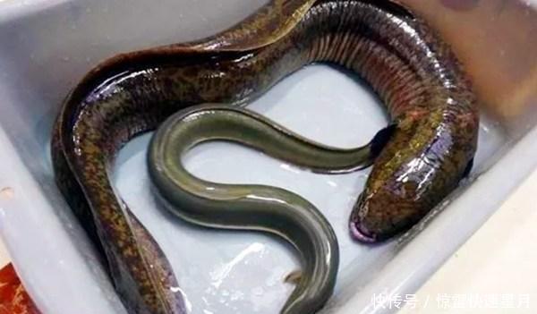 dh它形似一条鳝鱼,我国少有人吃,日本人却视为“长寿鱼”大量进口