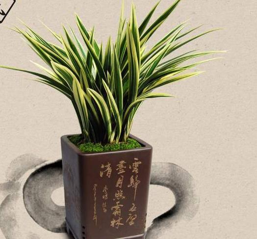 兰花上盆,5个窍门细节做足,根系深,花箭窜,兰花多又香