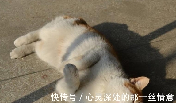 古人!我们为何不敢吃猫肉?古人早已试过,不是不敢而是不能