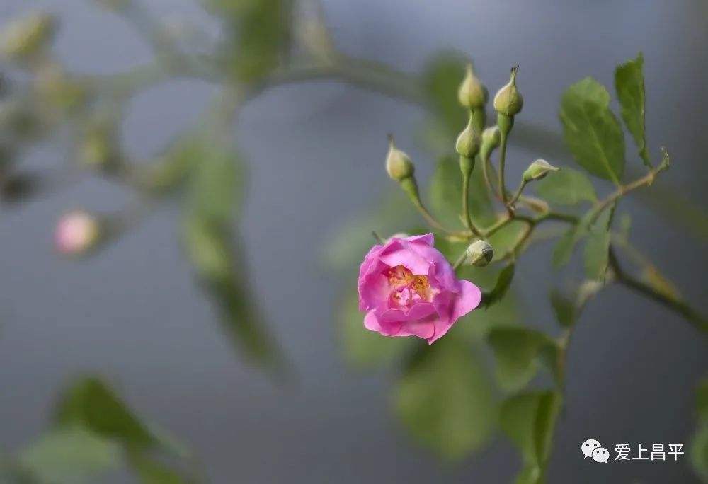 朗朗读书声|初夏五月︱在昌平来一场与蔷薇花的邂逅，你门前的花开了吗？