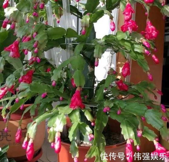 盆栽|嫁接、盆栽蟹爪兰该注意什么2步管理到位,茎叶嗖嗖花开不停