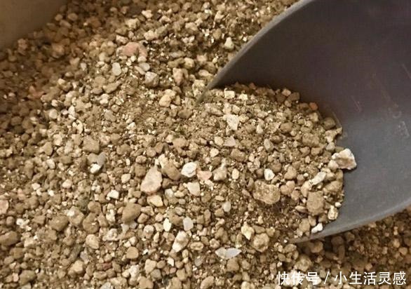 阳台养多肉的经验,这5点掌握了,或许在阳台一样养出极品多肉!